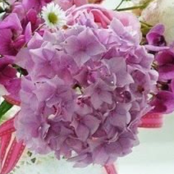 Meet your Posher, Wendel - Picture 1 of 1